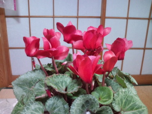 真っ赤な花が綺麗なシクラメンン