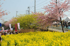 菜の花と河津桜が咲いています
