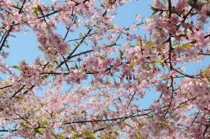 青空に映える河津桜