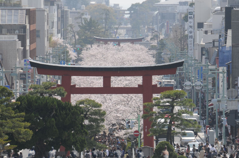 拝殿からの市内、段葛の桜は満開