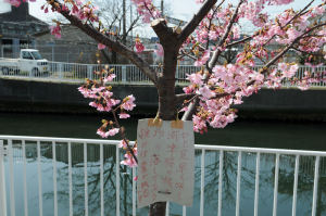 1本の桜の木には札が掛けられ