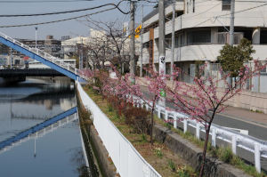 右の建物が横浜市立八景小学校