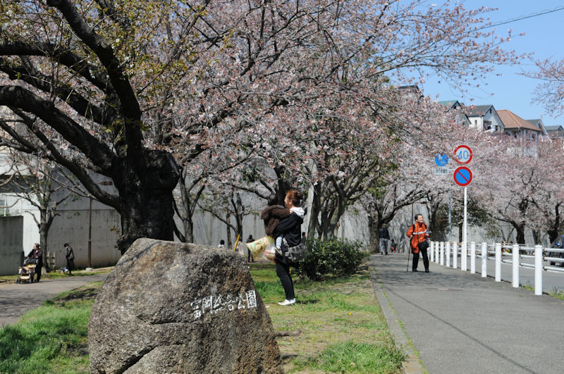 富岡総合公園の桜も満開