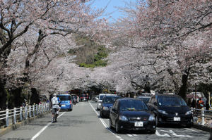 桜のトンネルが