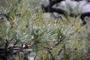 松の枝は雪が少し