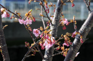 5年ほどの河津桜