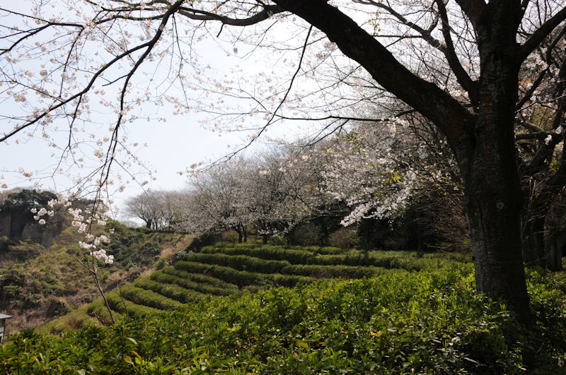 登り口から続く桜並木