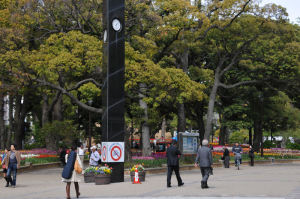 横浜公園で咲いているチューリップ