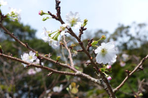 石段の脇に咲いていた10月桜