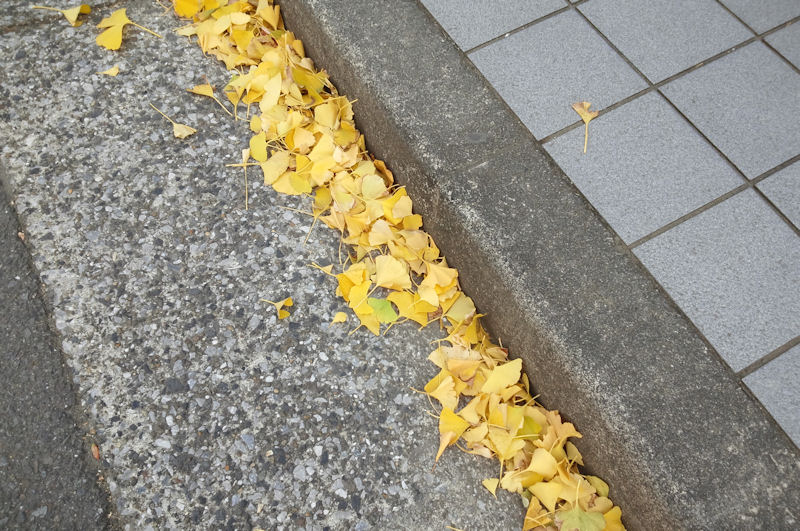 強風で落ち葉がたくさん