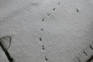 鳥の足跡が点々と