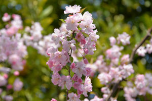 海棠はピンク色のきれいな花