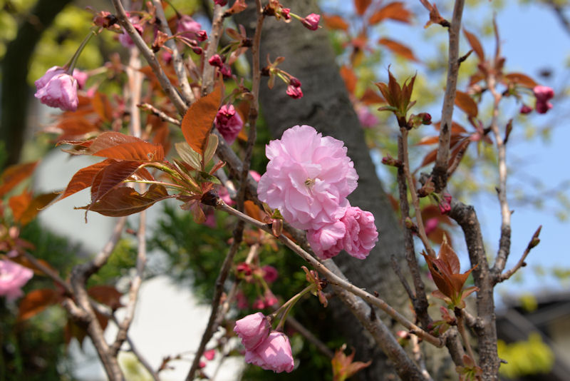 八重桜もきれいです