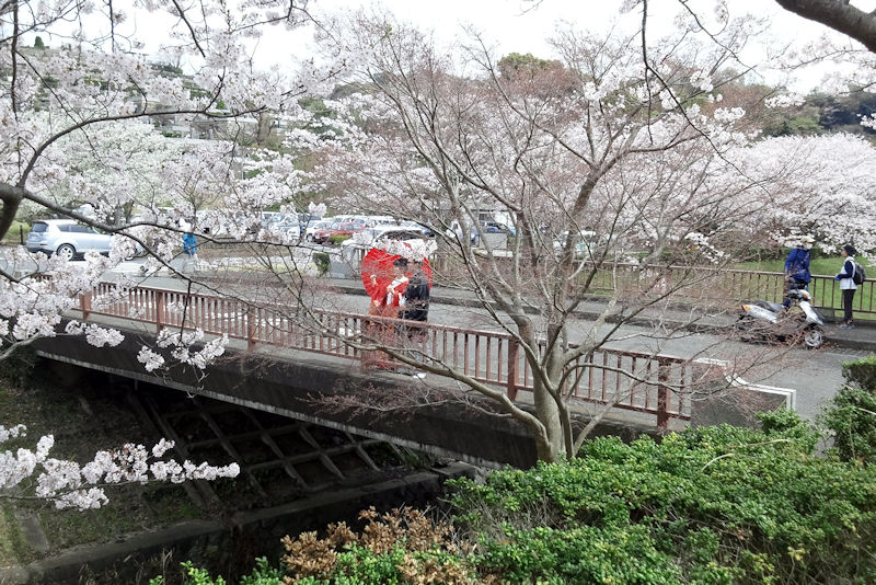 なぜか半婿さんと花嫁さんが