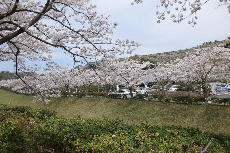 鎌倉霊園にこんなにたくさんの桜が