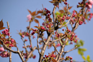 八重桜の上のほうはまだこれから