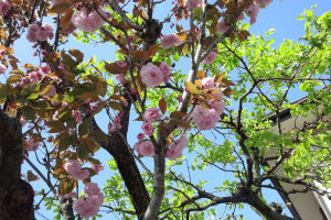 八重桜満開です