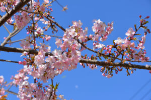 青空に映える河津桜