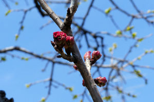 八重桜も蕾がだいぶ膨らんできました