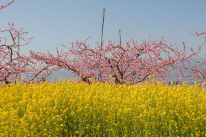 笛吹市桃の花まつりの風景