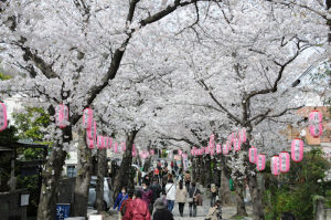 金沢区稱名寺の桜