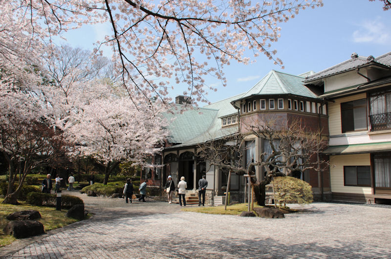 横須賀市田戸台分庁舎の桜