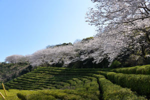 横須賀市鷹取山の桜