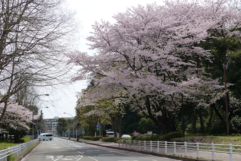 県警第一機動隊近くの桜
