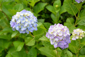 山門近くに咲いていたアジサイ