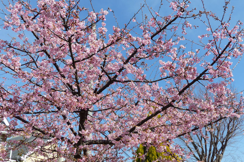 青空に満開の河津桜