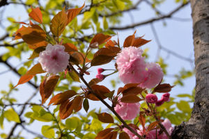 八重桜が咲いてきました