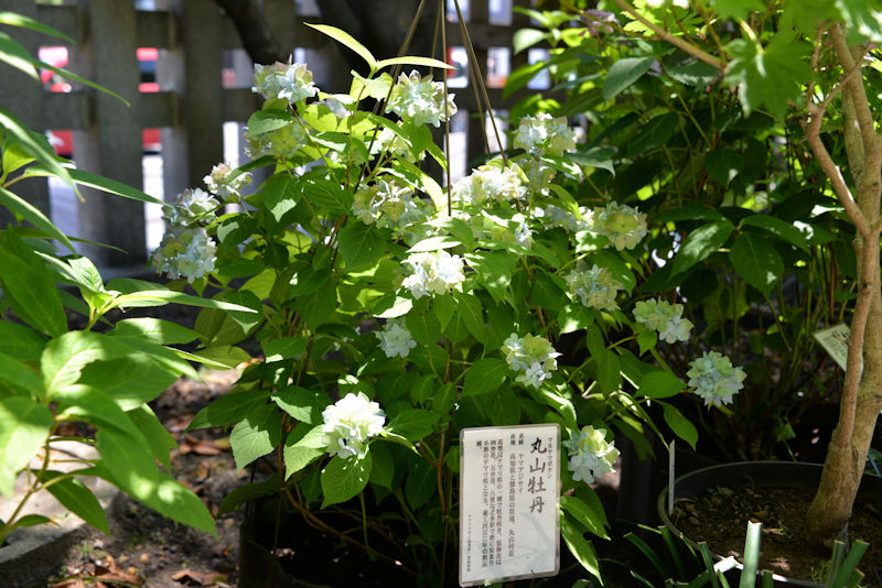 丸山牡丹