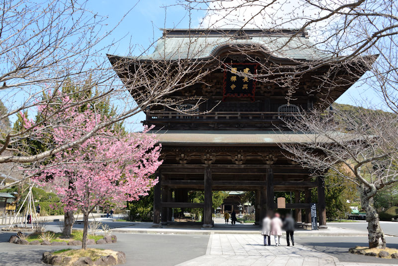 鎌倉建長寺のオカメザクラ