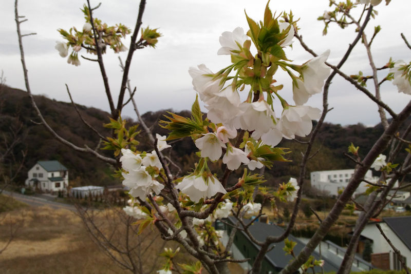 湘南国際村 桜が咲き始めました