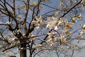 こぶしの花