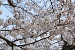 鎌倉霊園の桜