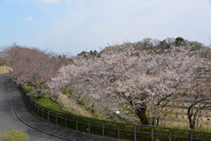 神奈川県道204号金沢鎌倉線と山桜