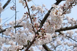 まだこれから咲く桜もみえますが