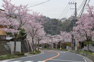 西柴団地内の桜