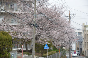 六浦台団地の桜