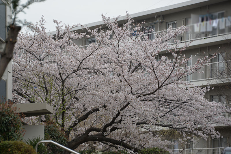 六浦台団地の桜