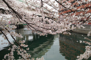 南区蒔田公園近くの大岡川沿いの桜
