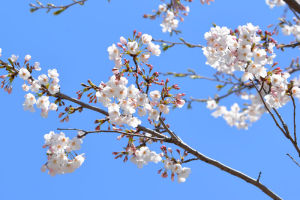 桜の満開まではあと少しです