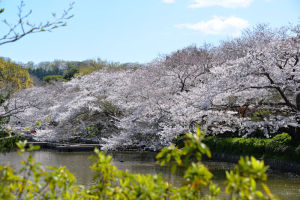 源平池の桜