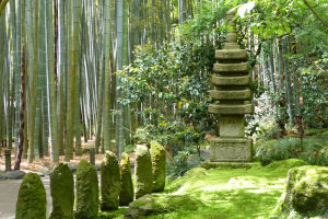 竹の庭鎌倉報国寺と八幡宮銀杏