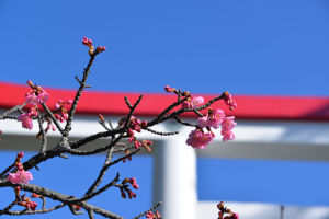 青空と河津桜が似合います