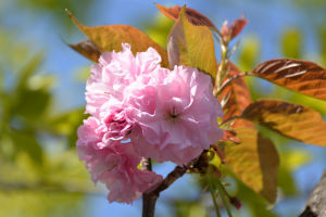 八重桜が満開になってきました