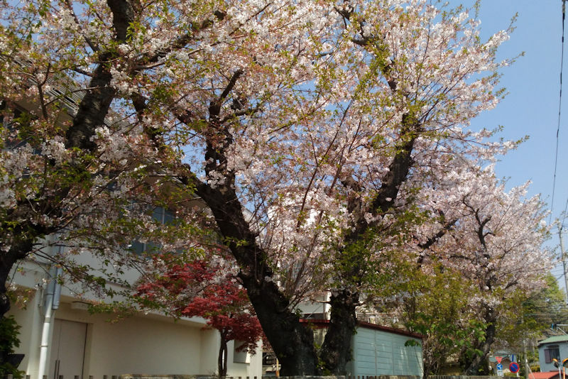 大道小学校があり体育館脇の桜