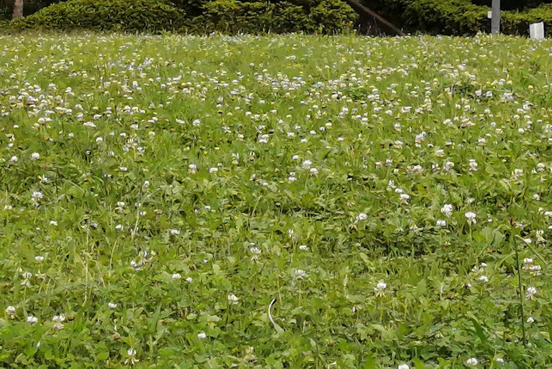 事務所前の広場