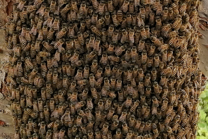 桜の木にミツバチの大群